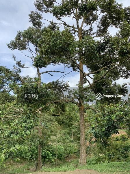 Raub Bentong Sungai Dua Durian Farm Musang King Black Thorn