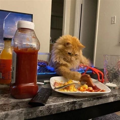 Funniest Moments Sneaky Cats Caught Red Pawed For Stealing Food