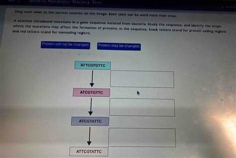 Solved Enetic Mutations Mastery Test Ubme Drag Each Label To The