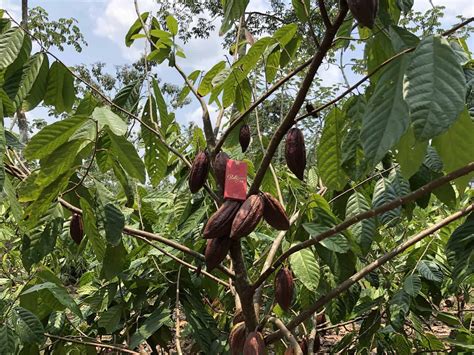 Cacao Farms - AgroNosotros