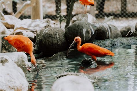 Scarlet Ibis Photos, Download The BEST Free Scarlet Ibis Stock Photos & HD Images