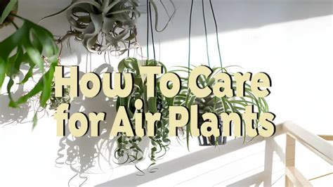 How to Care for Air Plants: Essential Tips for Healthy Tillandsias ...