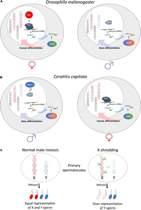 Frontiers Natural And Engineered Sex Ratio Distortion In Insects