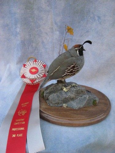 Showpiece Taxidermy South Dakota S National Award Winning Taxidermist