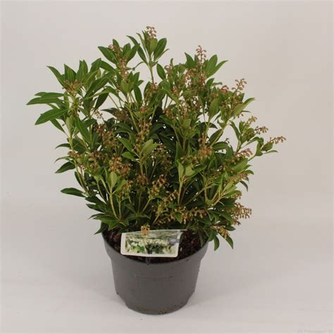 Pieris Japonica Purity Plant Wholesale FlorAccess