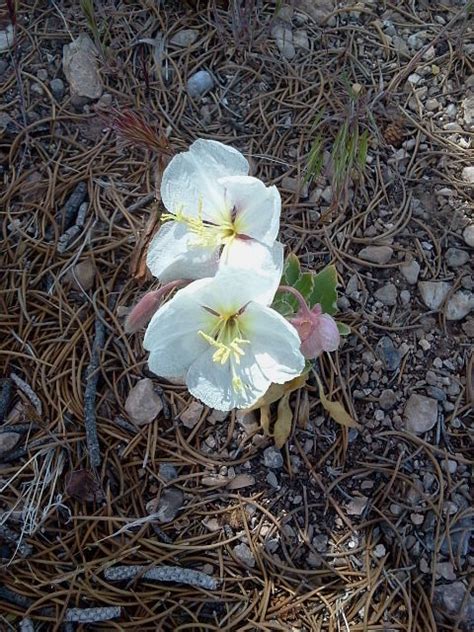 Evening Primroses Genus Oenothera Rich Kahl Flickr