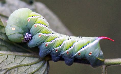 Tobacco Hornworm Caterpillar