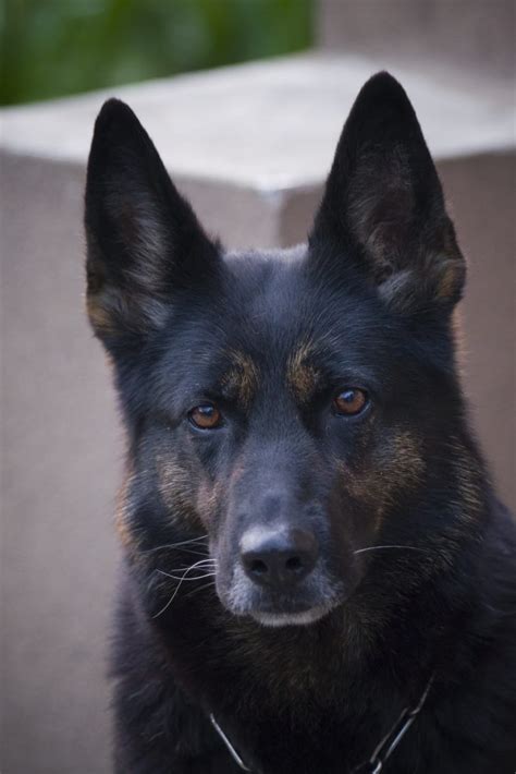 Black And Tan Belgian Malinois Mix Free Image Peakpx