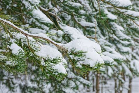 Green Coniferous Pine Branch Under The Snow In The Forest Stock Image