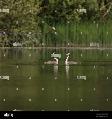 Great Crested Grebe Courtship Display Stock Photo Alamy