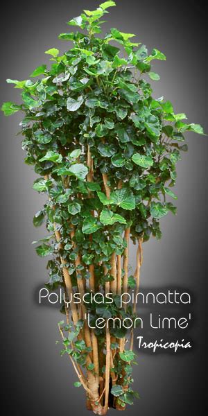 Tropicopia Online House Plant Picture Of Aralia Polyscias Pinnatta