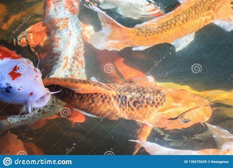 Peixes Extravagantes Do Koi Da Carpa Na Lagoa Imagem De Stock Imagem