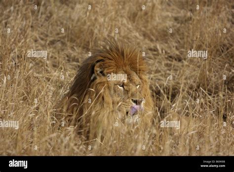 Lion Camouflage Grass Hi Res Stock Photography And Images Alamy