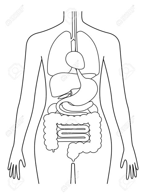 Dibujos De Organos Internos Cuerpo Humano Para Colorear Vsun