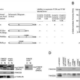 Characteristics Of FANCE Mutants Exogenously Expressed In FA E Cells