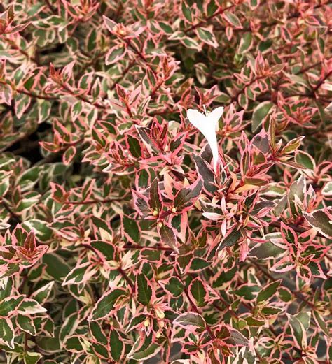 Pink Suntastic™ Sunset Plant Collection