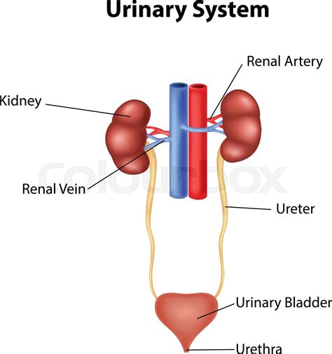 Urinary System Anatomy Stock Vector Colourbox