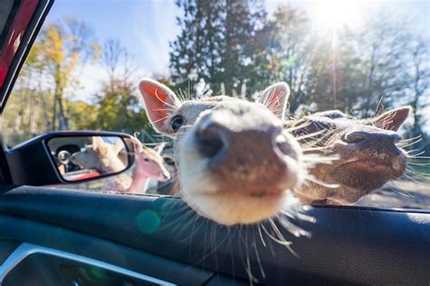 Premium Photo Close Up Portrait Of Cow In Car