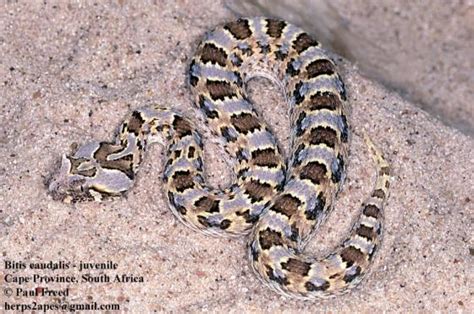 Bitis Caudalis The Reptile Database