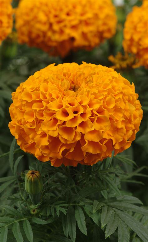 S1806 Бархатцы прямостоячие African Taishan Orange 5шт. - купить в ...