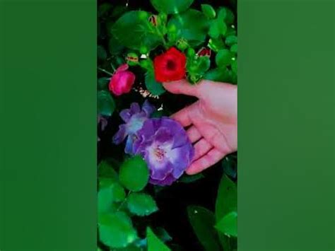 фломентанг mp4Сорт розы Блю Фо Ю Blue For You, Блю Фор Ю, Ellerines ...