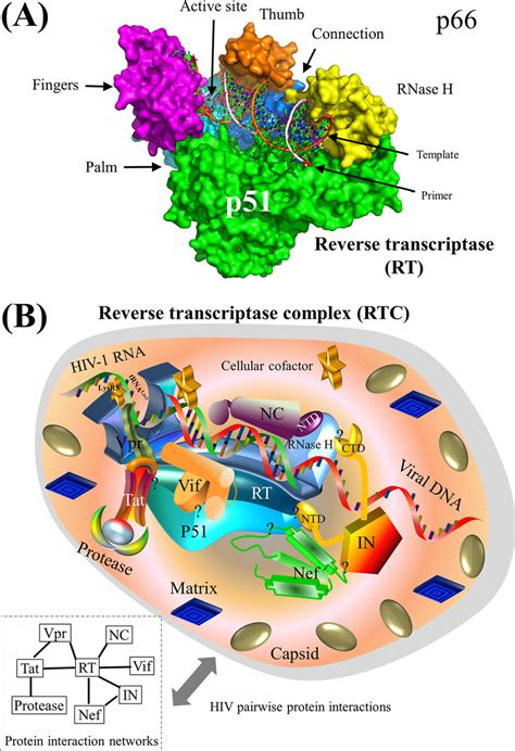 Surface Representation Of Hiv Reverse Transcriptase And Schematic