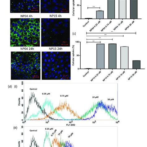 A Images By Confocal Microscopy Of Cellular Uptake Of Nanoparticles