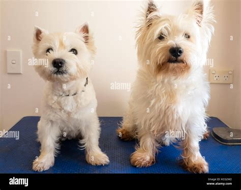 Two West Highland White Terrier Westie Dogs On Grooming Table One