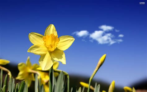 Daffodil Wallpapers - Wallpaper Cave