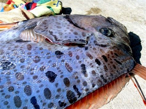 Oarfish – "OCEAN TREASURES" Memorial Library