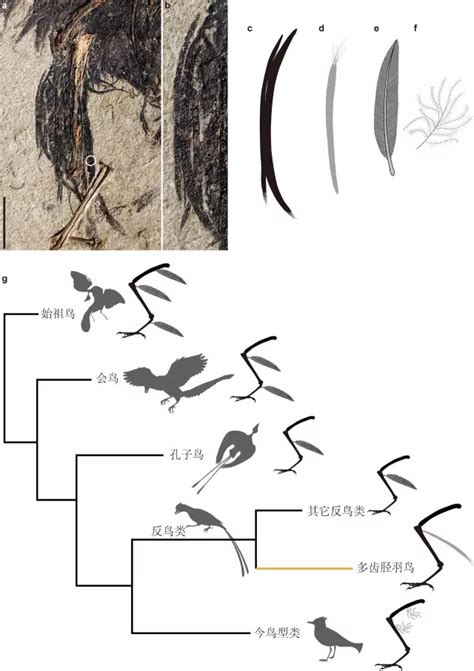 化石发现：鸟类的尾巴和尾羽竟然是分开演化的！ · 科普中国网