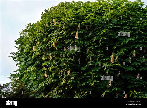 Aesculus Hippocastanum Horse Chestnut Buckeye Stock Photo Alamy