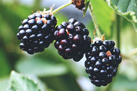 Download Fresh Blackberries Royalty Free Stock Photo And Image