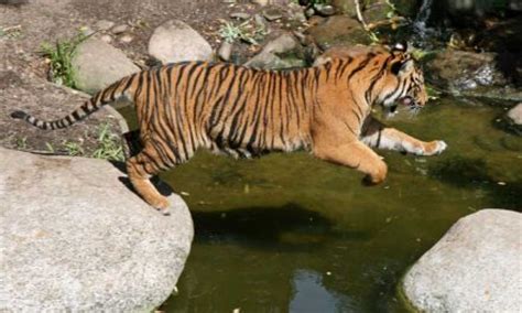 Tiger Reproduction - Tiger Facts and Information