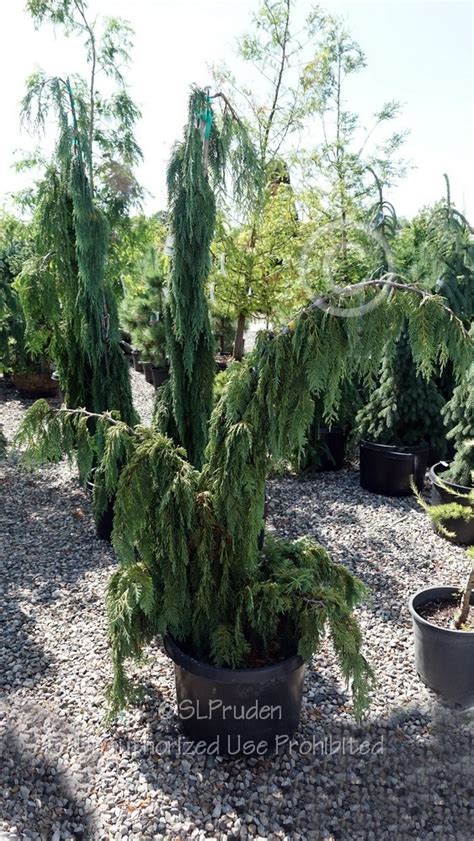 Plantfiles Pictures Alaska Cedar Nootka False Cypress Nootka Cypress