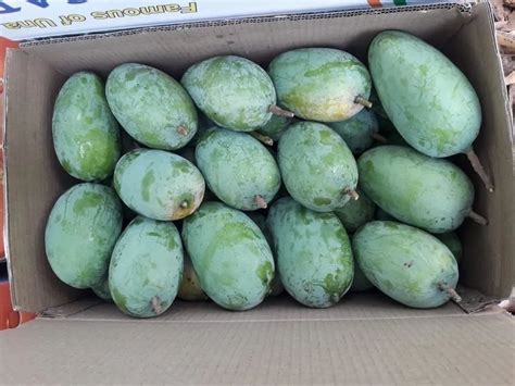 Green Kesar Mango Carton Packaging Size 10 Kg At Rs 900 Box In Ahmedabad