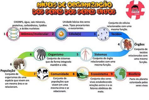 Mapas Mentais Biologia Mapas Mentais Biologia Procariontes