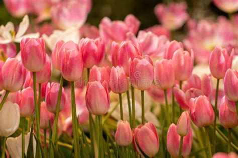 Blurfarbene Schöne Pink Tulpenblume Im Natürlichen Hintergrund Blüten