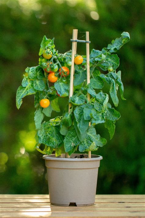 How To Grow Tomato Plants Indoors - Even In The Winter!