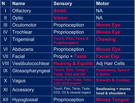 Cranial Nerves That Contain Both Sensory And Motor Fibers - Infoupdate.org