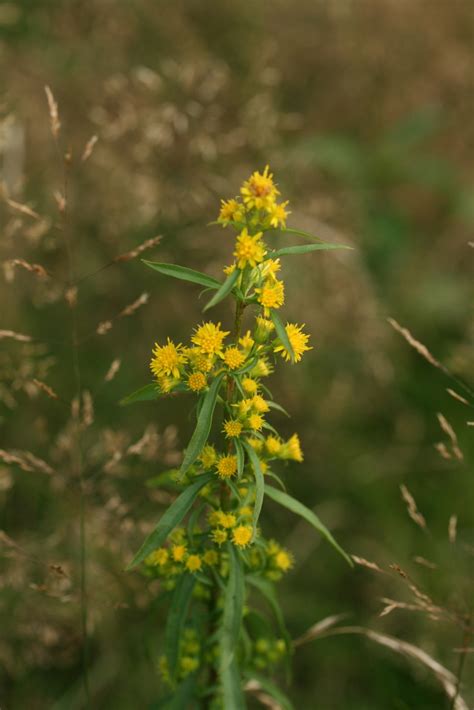 Woodland Goldenrod Bluestem Goldenrod Plants Of Overton Park S Old