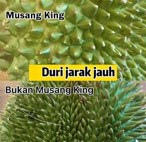 Ciri2 Daun Durian Musang King Justin Nash