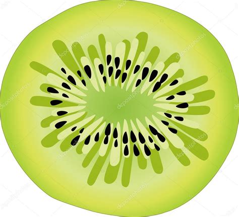 Kiwi Slice Vector Stock Vector Image By Paha L