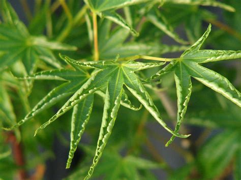 Acer Palmatum Hippy Fin Mo Dwarf Japanese Maple Kigi Nursery