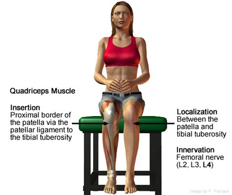 Quadriceps Reflex