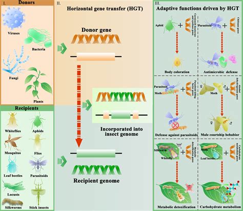 Research Progress On Horizontal Gene Transfer And Its Functions In Insects