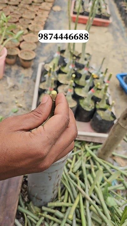 📌how To Graft Adenium Adenium Grafting Technic Easy Method 100 Successful 😍 Youtube