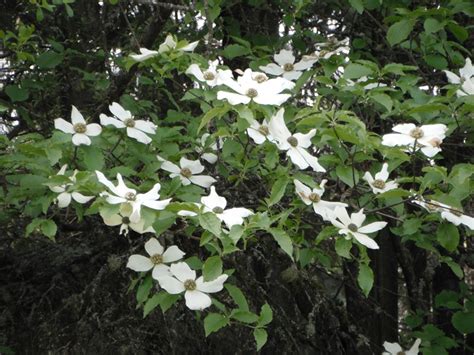 Pacific Dogwood Cornus Nuttallii Native Plants Pnw