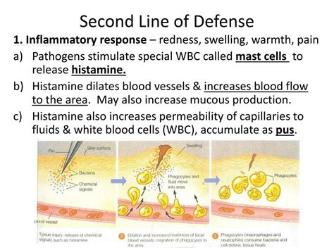 Ppt Infectious Diseases And The Immune System Powerpoint Presentation Id 2118200