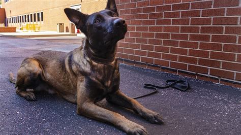 Colorado Springs Police Departments K9 Zev To Get Protective Body Armor